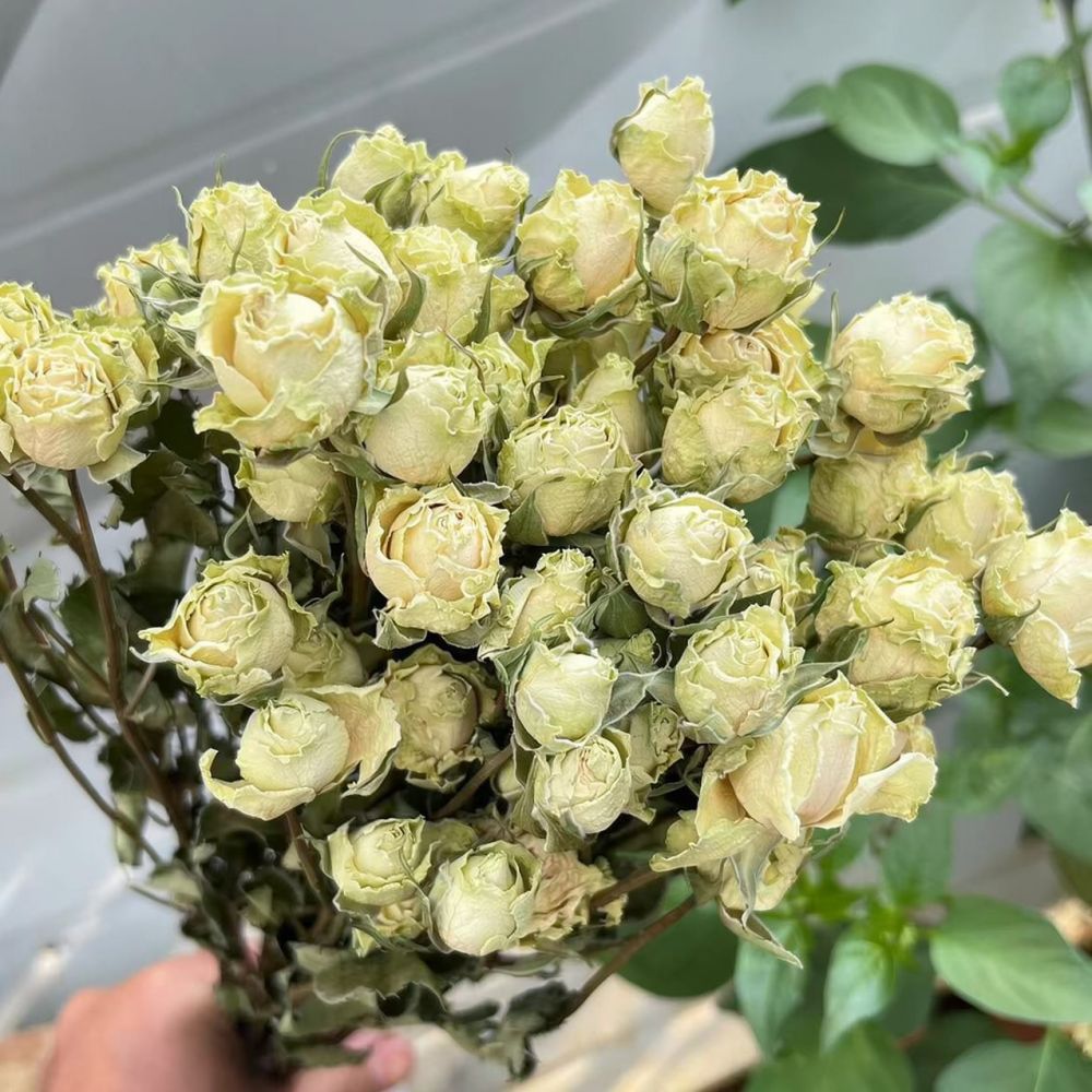 Echte, geconserveerde rozen, g - Resin Craft Ideas recensie en prijs